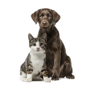 Is Painting My House Safe for My Pets?